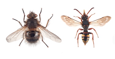 Nye pollinerende insekter oppdaget - flere brikker på plass