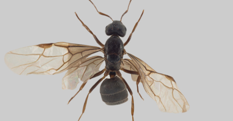 Ny maurart funnet ved Kongsberg