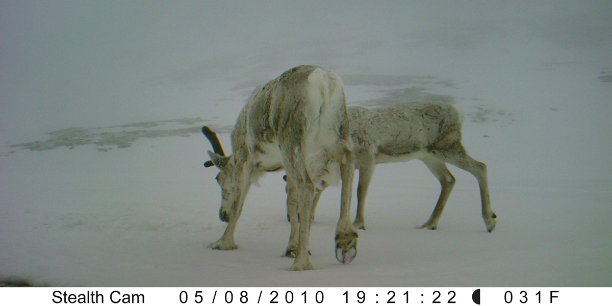 Reindeer mating – when it's good to be fat