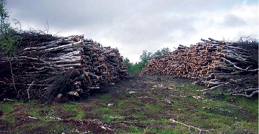Økt høsting av biomasse – bidrag til løsning på klimaproblemene eller blir det flere miljøproblemer?