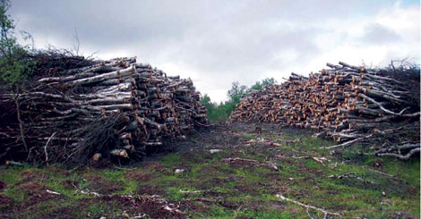 Økt høsting av biomasse – bidrag til løsning på klimaproblemene eller blir det flere miljøproblemer?