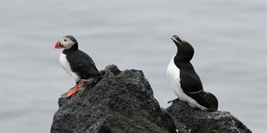 Puffins and razorbills choose different strategies in harsh winter conditions