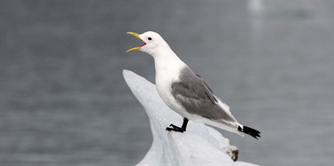 Seabird experts in CAFF propose a new kittiwake conservation plan