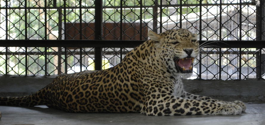 Leopard in cage. Photo.