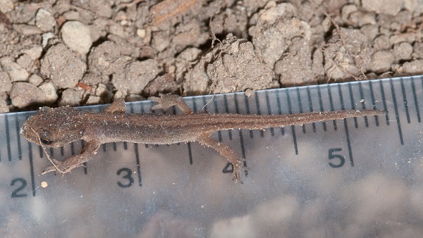 Liten salamander. Foto: Børre K Dervo