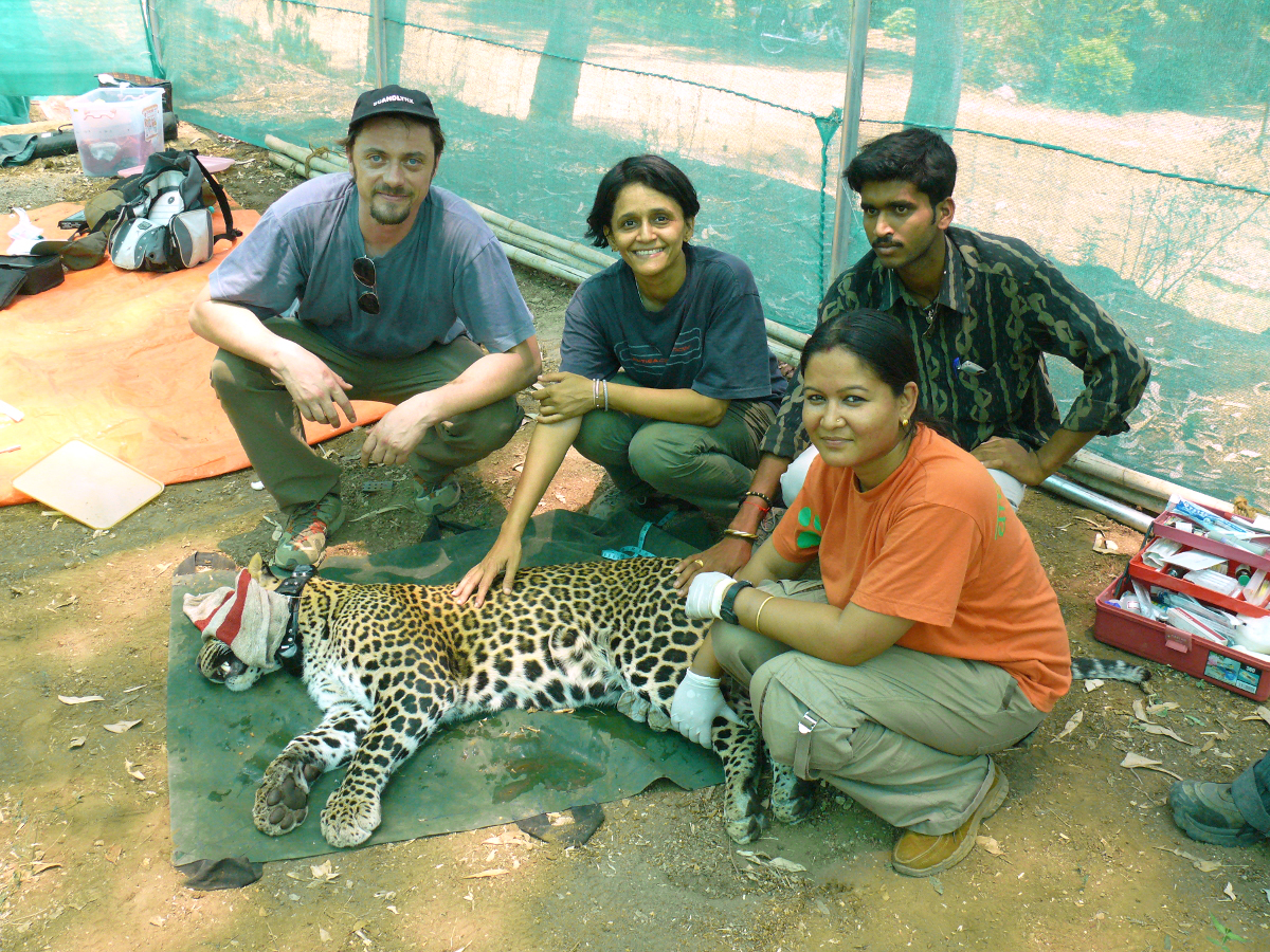 Researchers putting GPS-collar on leopard. Photo.
