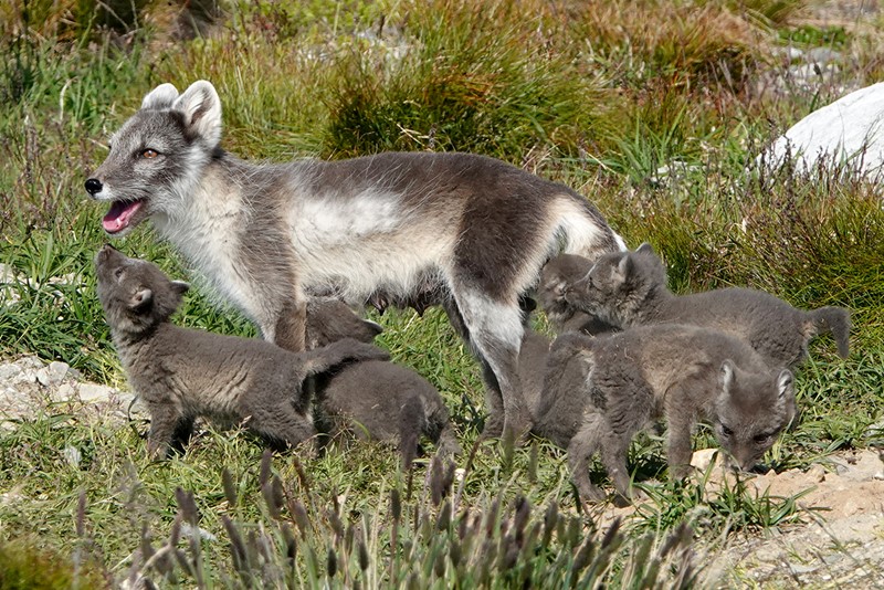 A litter of Arctic fox puppies, approximately 8 weeks old. Craig Jackson / NINA
