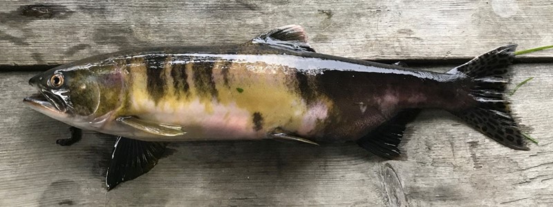 Pink salmon during its spawning phase - female. Photo: Svein Åge Haar