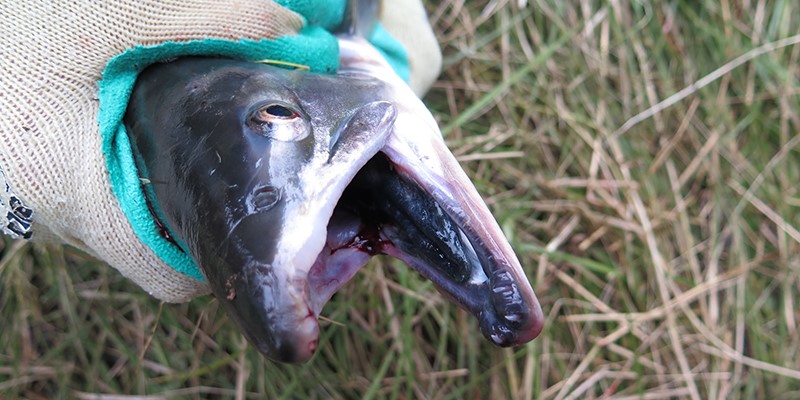 The black tongue and gums is characteristic of pink salmon. Photo: Eva B. Thorstad